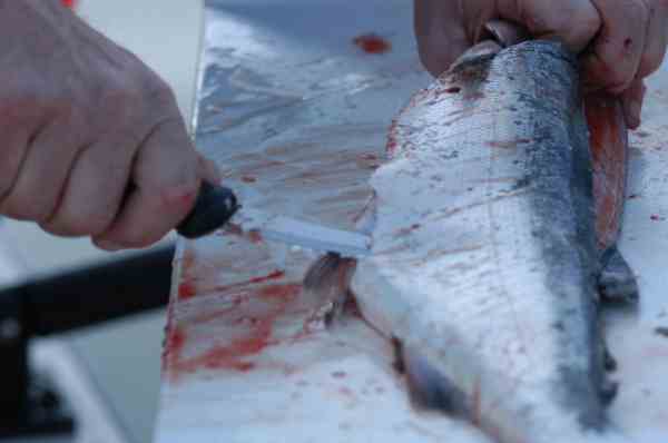 filleting a fish