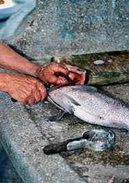 fish cleaning