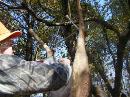 Hirsch hängen