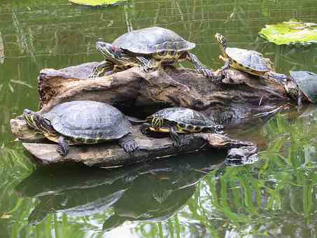 turtles